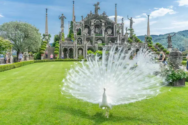 Pavone bianco in mostra su un prato verde davanti a un palazzo barocco, un'immagine iconica di cosa vedere sull'Isola Madre.