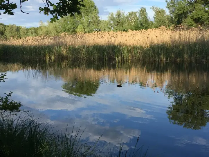 Acqua calma riflette cielo e canneti dorati, un'oasi della bruschera tranquilla e rigogliosa.